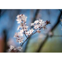 Zeiss Otus 85mm f/1.4 APO Planar T* ZF.2 Lens Nikon F